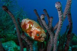 Balloonfish, trying to hide in coral. Curacao, twilight d... by David Heidemann 